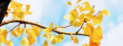 Bright yellow gingko leaves across a light blue sky.