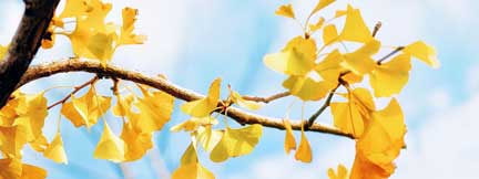Bright yellow gingko leaves across a light blue sky.