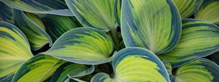 Dark green leaves with light green striation grow together.